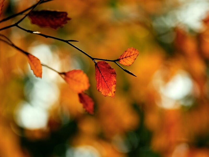 Autumn Leaves on Branch — Orange, Serene, Photograph, Bokeh
