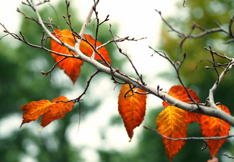 Autumn Leaves on Branch — Orange, Serene, Photograph, Buds