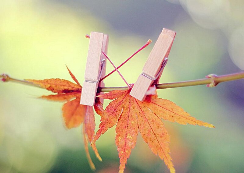 Autumn Leaves on Branch — Orange, Serene, Photograph, Clothespins
