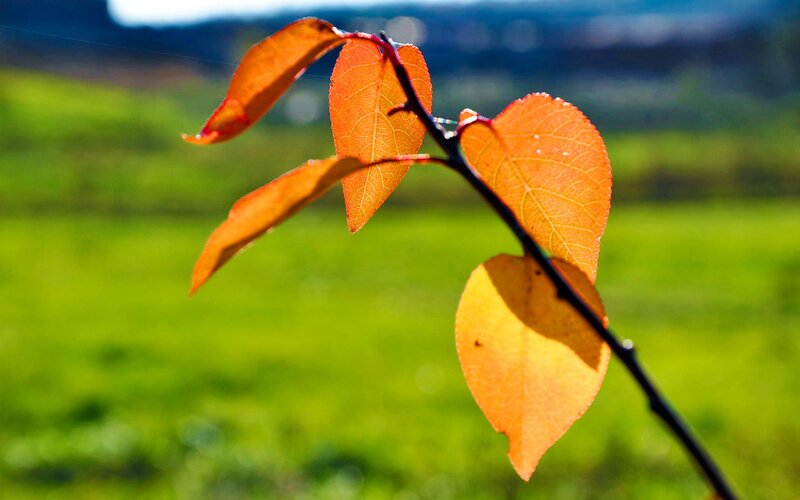 Autumn Leaves on Branch — Orange, Serene, Photograph, Field