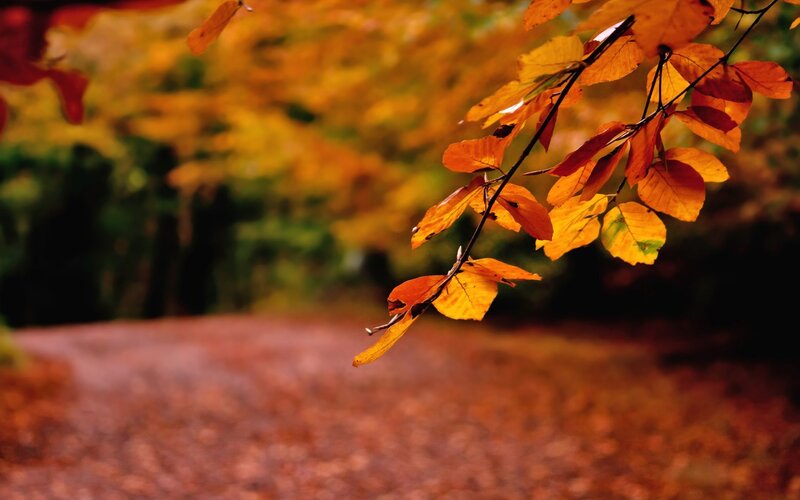 Autumn Leaves on Branch — Orange, Serene, Photograph, Path