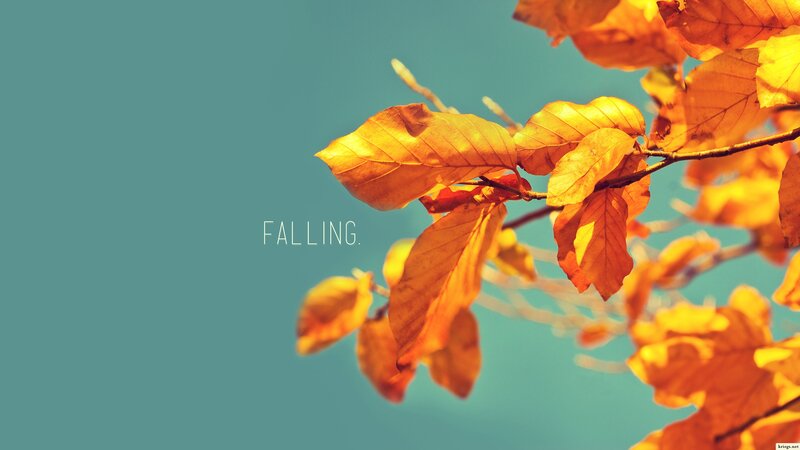 Autumn Leaves on Branch — Orange, Serene, Photograph, Sky, Blue
