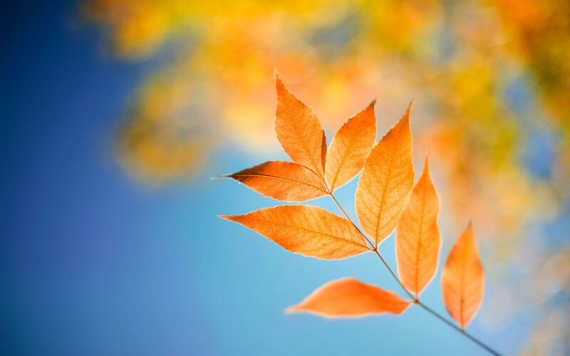 Autumn Leaves on Branch — Orange, Serene, Photograph, Sky, Blue, Yellow