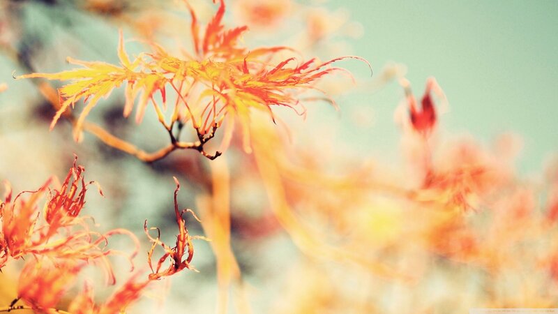Autumn Leaves on Branch — Orange, Serene, Photograph, Sky, Foliage