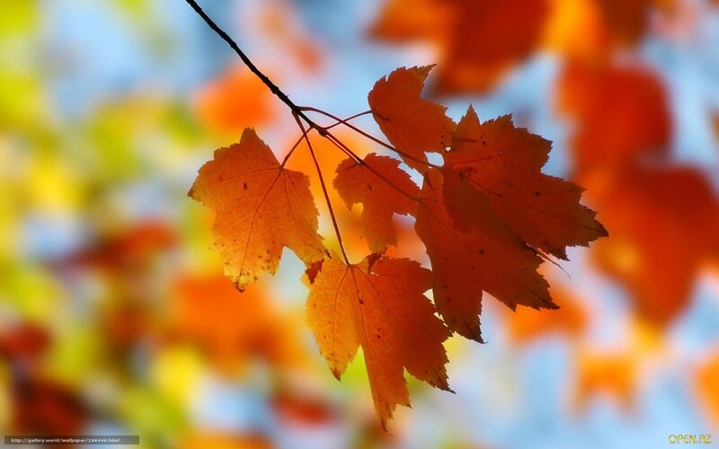 Autumn Leaves on Branch — Orange, Serene, Photograph, Sky
