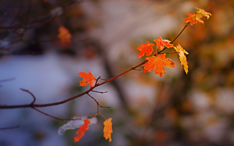 Autumn Leaves on Branch — Orange, Serene, Photograph, Snow
