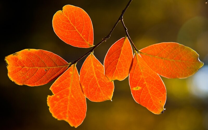 Autumn Leaves on Branch — Orange, Serene, Photograph, Sunlight, Background Blur