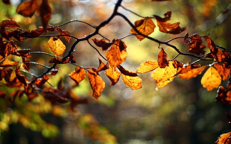 Autumn Leaves on Branch — Orange, Serene, Photograph, Sunlight, Forest, Brown