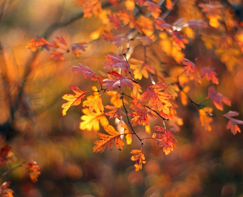 Autumn Leaves on Branch — Orange, Serene, Photograph, Sunlight