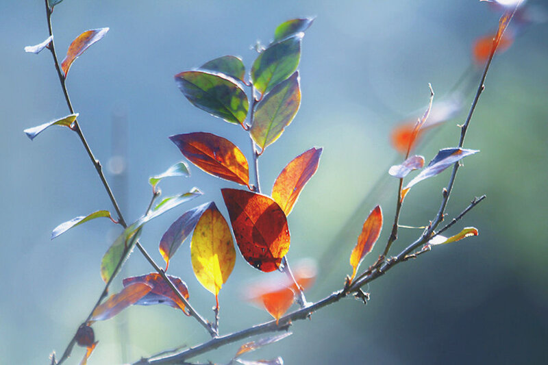 Autumn Leaves on Branch — Orange, Serene, Photograph