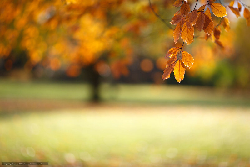 Autumn Leaves on Branch — Orange, Serene, Photograph, Tree, Grass, Sunlight