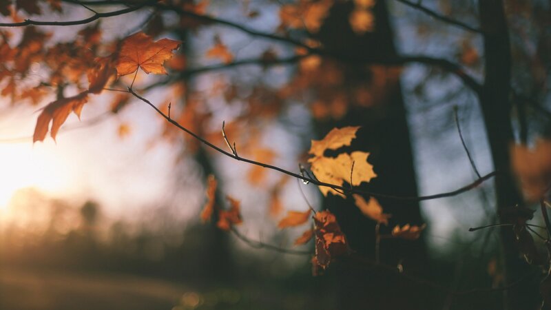 Autumn Leaves on Branch — Orange, Serene, Sunset, Photograph