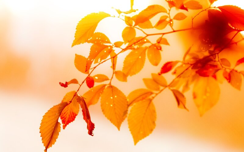 Autumn Leaves on Branch — Orange, Serene, Sunset