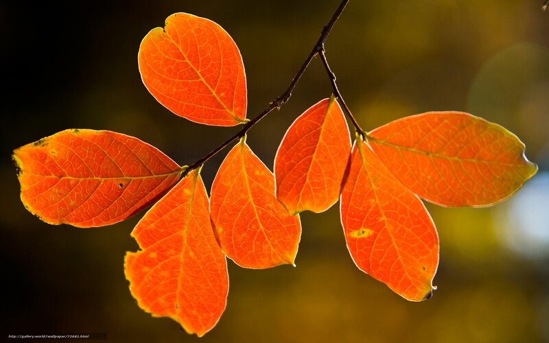 Autumn Leaves on Branch — Orange, Serene