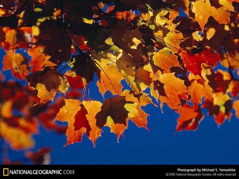 Autumn Leaves on Branch — Orange, Vibrant, Photograph