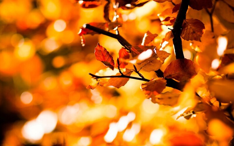 Autumn Leaves on Branch — Orange, Warm, Photograph, Sunlight, Bokeh