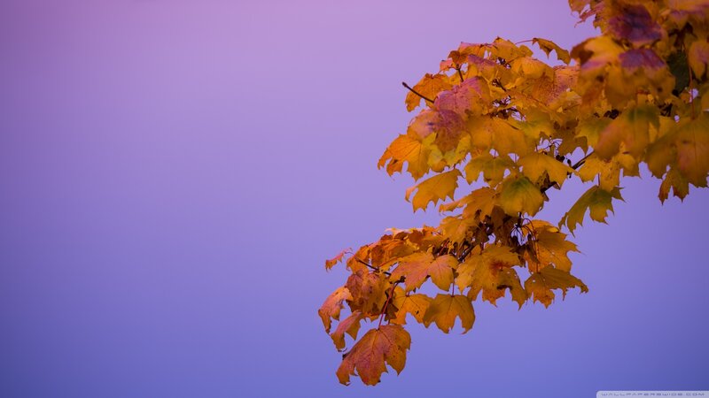 Autumn Leaves on Branch — Purple