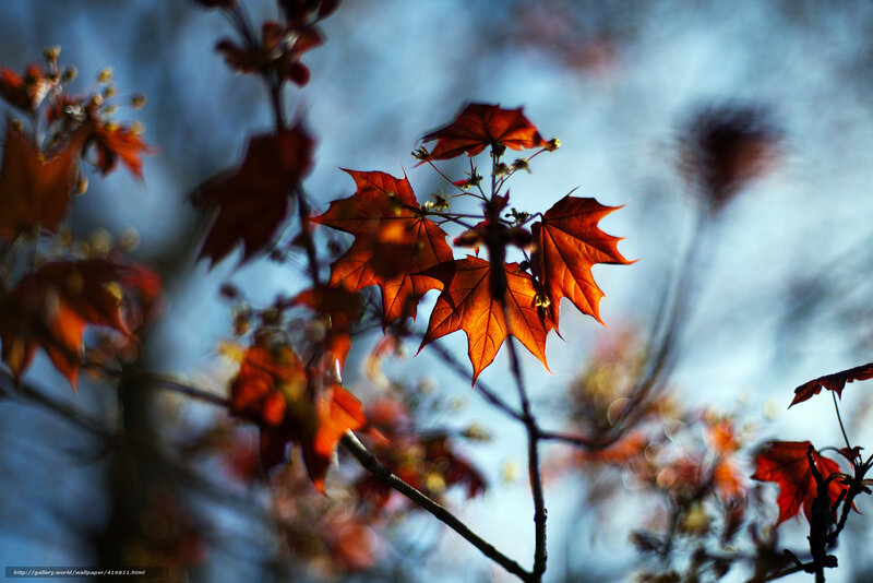 Autumn Leaves on Branch — Red, Dramatic, Photograph, Branches