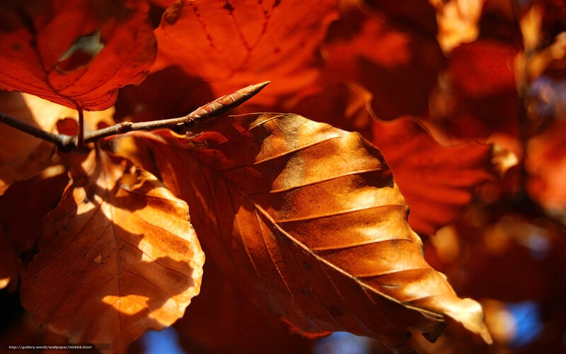 Autumn Leaves on Branch — Red, Dramatic, Photograph