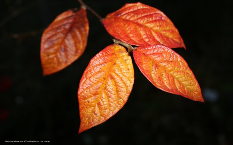 Autumn Leaves on Branch — Red, Dramatic