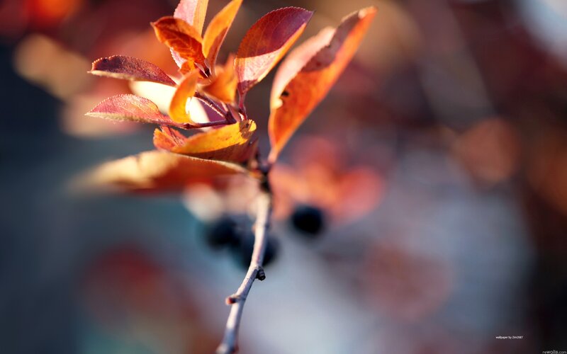 Autumn Leaves on Branch — Red, Serene, Photograph, Berries, Orange