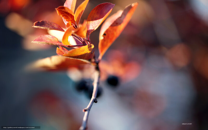 Autumn Leaves on Branch — Red, Serene, Photograph, Berries