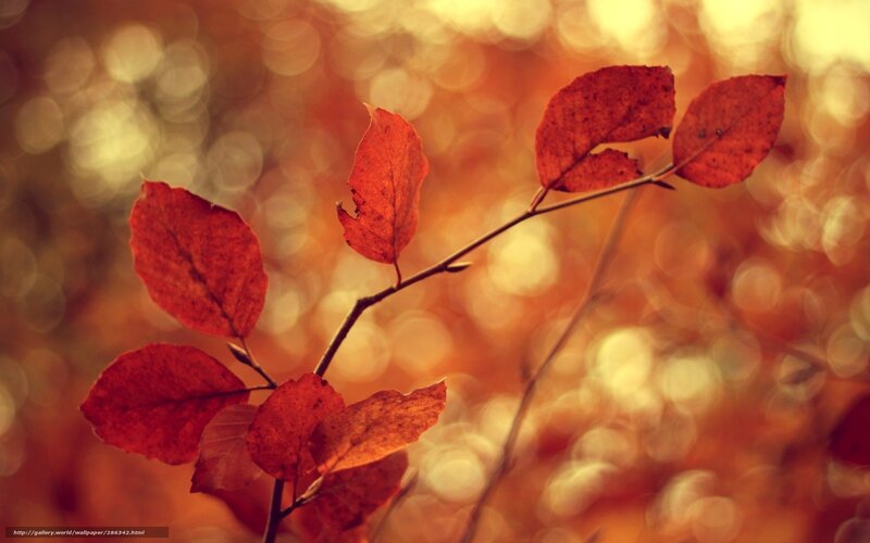 Autumn Leaves on Branch — Red, Serene, Photograph, Bokeh, Sunlight