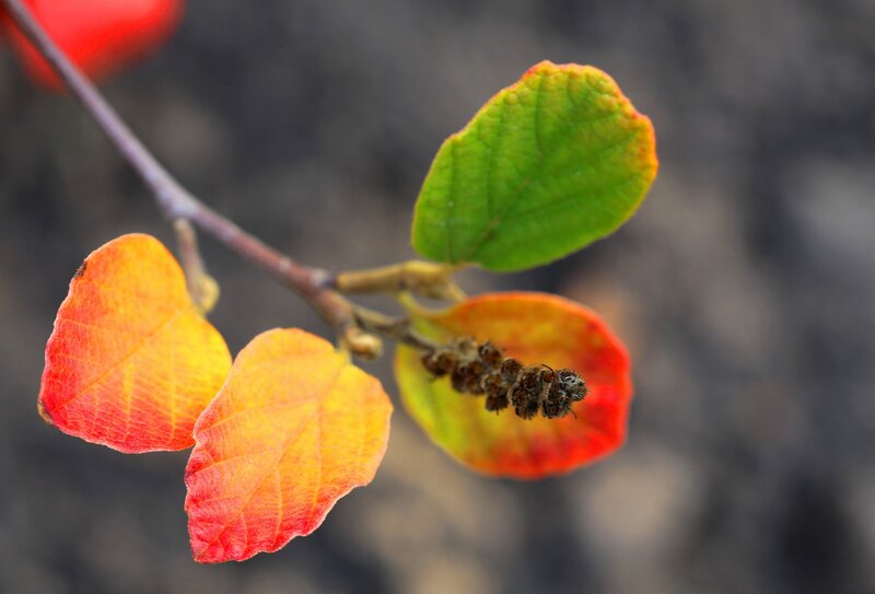 Autumn Leaves on Branch — Red, Serene, Photograph, Flower Bud