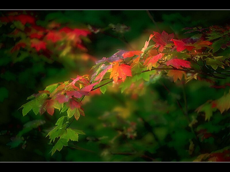 Autumn Leaves on Branch — Red, Serene, Photograph, Forest, Green