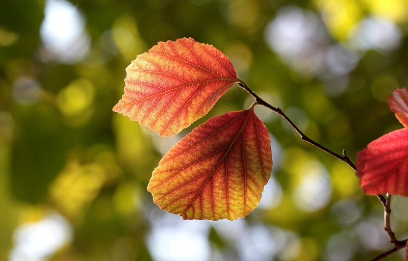 Autumn Leaves on Branch — Red, Serene, Photograph, Sunlight, Bokeh