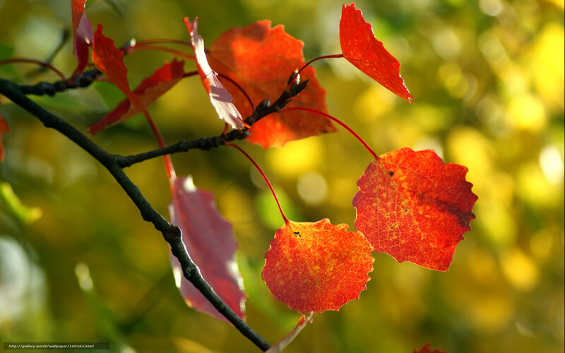 Autumn Leaves on Branch — Red, Serene, Photograph, Sunlight