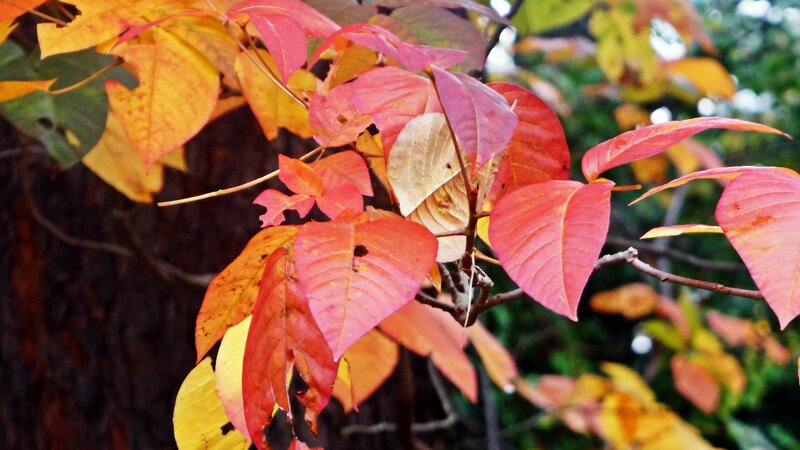 Autumn Leaves on Branch — Red, Serene, Photograph, Tree
