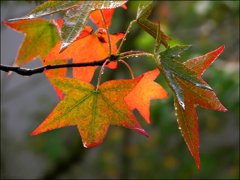 Autumn Leaves on Branch — Red, Serene