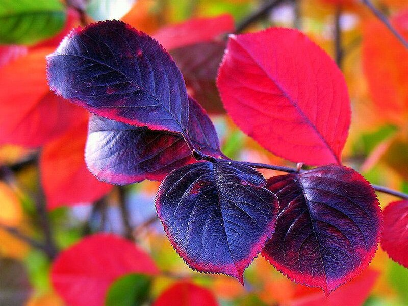 Autumn Leaves on Branch — Red