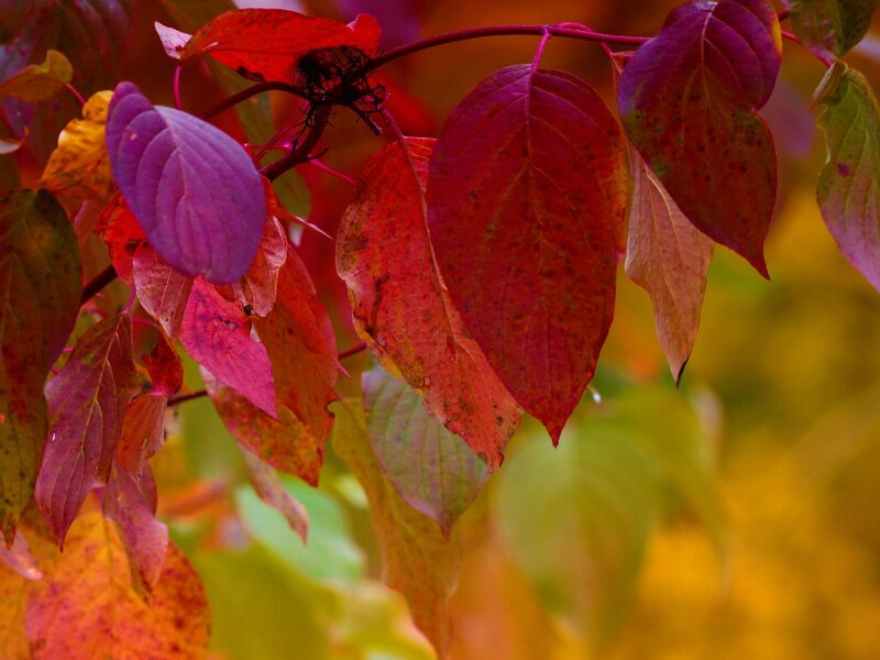Autumn Leaves on Branch — Red, Vibrant