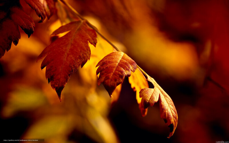Autumn Leaves on Branch — Red, Warm, Photograph