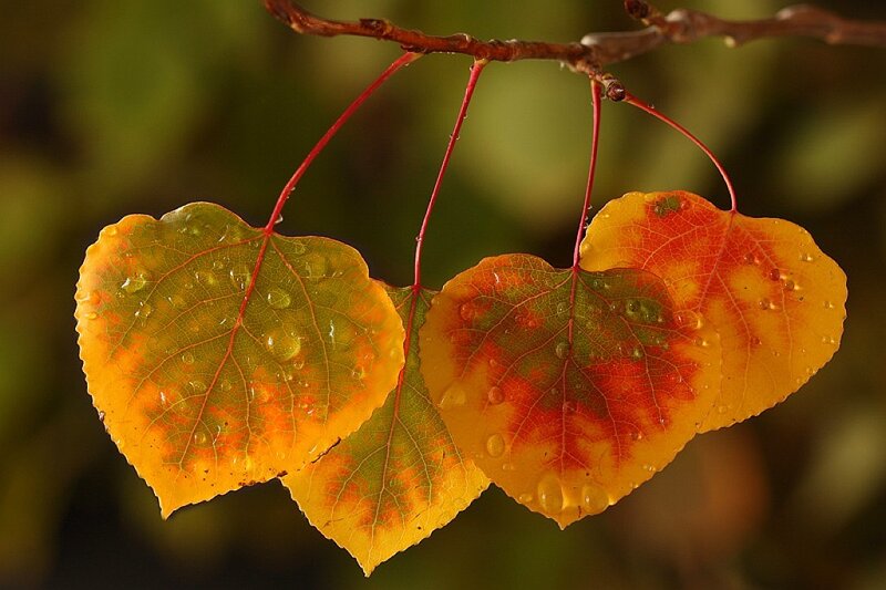 Autumn Leaves on Branch
