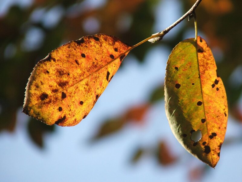 Autumn Leaves on Branch — Yellow, Calm, Photograph, Sky