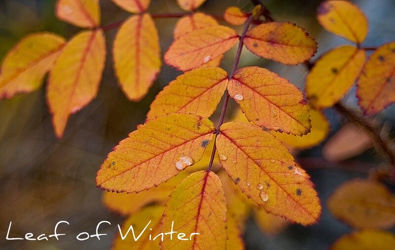 Autumn Leaves on Branch — Yellow, Calm