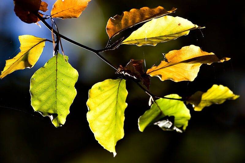 Autumn Leaves on Branch — Yellow, Dramatic