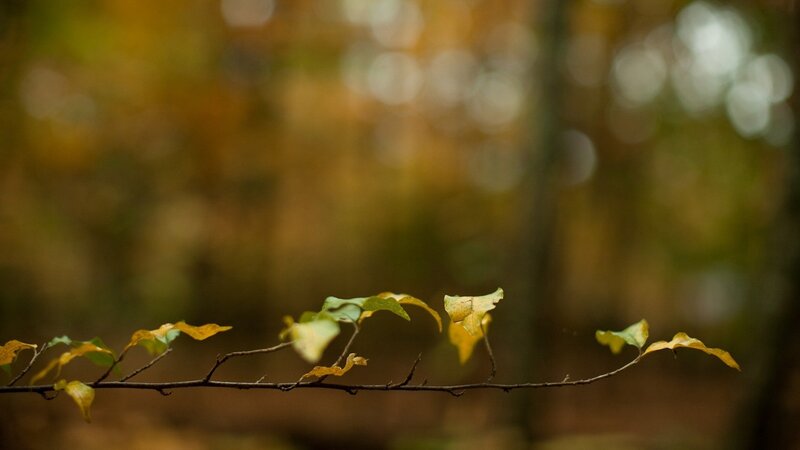 Autumn Leaves on Branch — Yellow, Forest