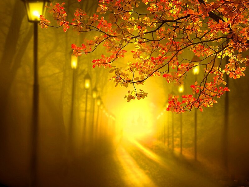 Autumn Leaves on Branch — Yellow, Serene, Night