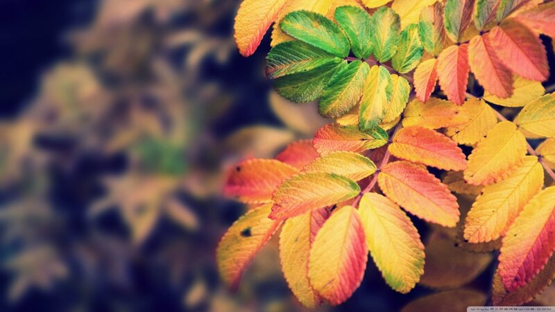 Autumn Leaves on Branch — Yellow, Serene, Photograph, Blurry Background