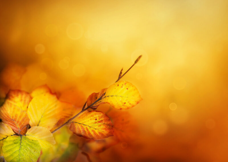 Autumn Leaves on Branch — Yellow, Serene, Photograph, Bokeh