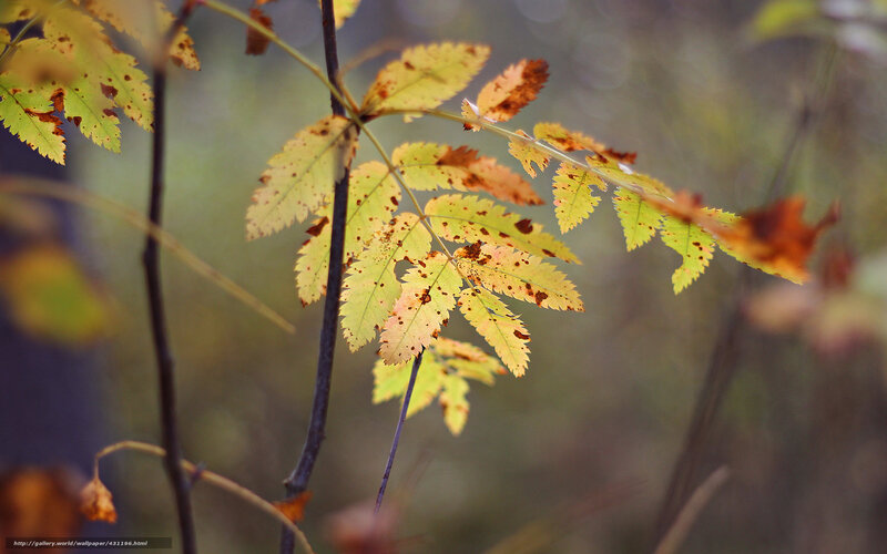 Autumn Leaves on Branch — Yellow, Serene, Photograph, Forest, Sunlight