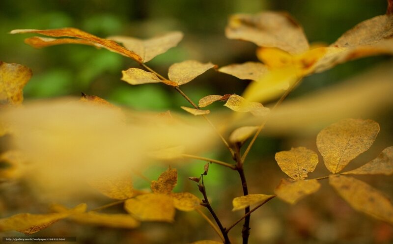 Autumn Leaves on Branch — Yellow, Serene, Photograph, Forest