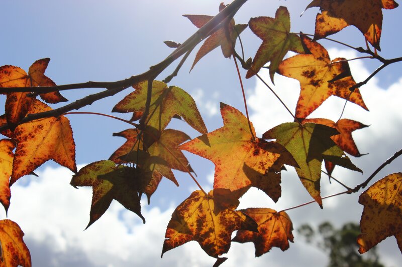 Autumn Leaves on Branch — Yellow, Serene, Photograph, Sky, Clouds