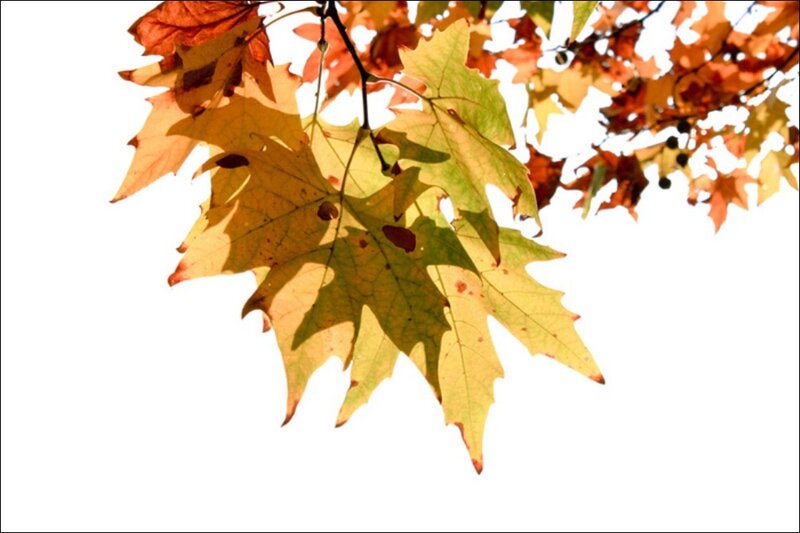 Autumn Leaves on Branch — Yellow, Serene, Photograph, Sky, Orange, Green