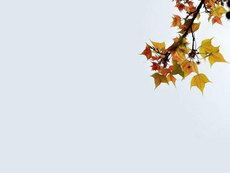 Autumn Leaves on Branch — Yellow, Serene, Photograph, Sky, Orange