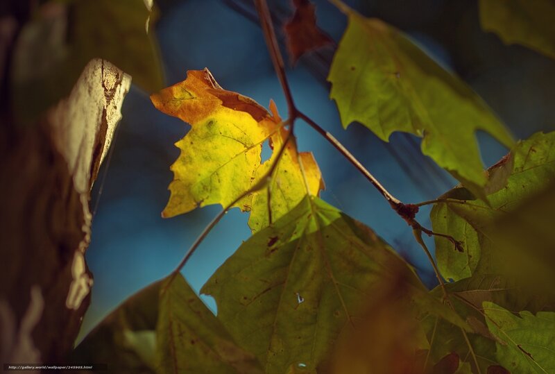 Autumn Leaves on Branch — Yellow, Serene, Photograph, Sky, Sunlight